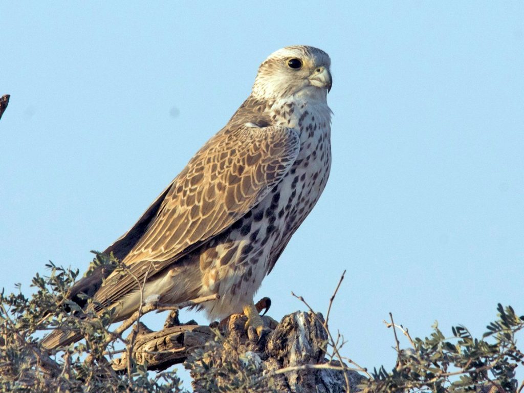 Saker Falcon