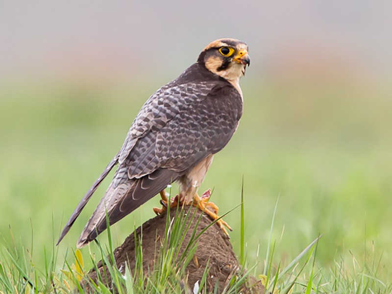 Lanner Falcon