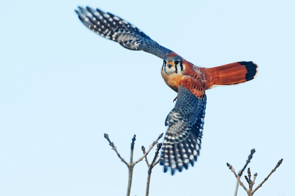American Kestrel Falcon