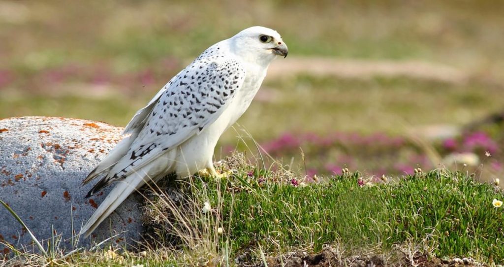 Gyrfalcon