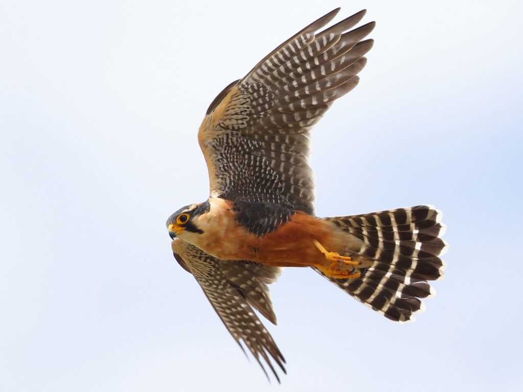 Aplomado Falcon