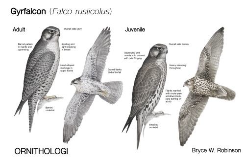 Gyrfalcon